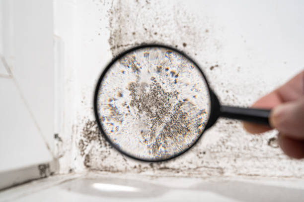 Best Environmental Consulting for Mold Prevention  in Mansfield, PA